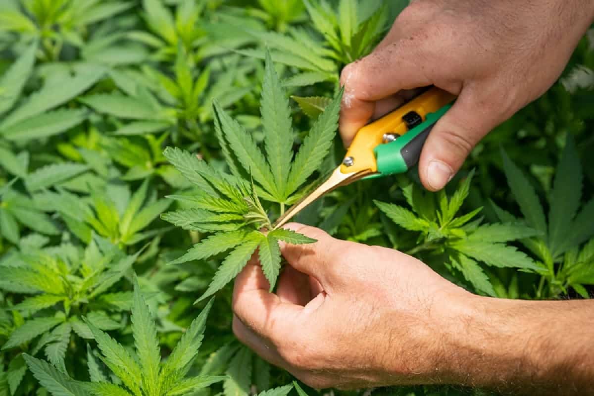 pic of a person cutting marijuanan